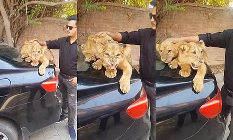 சிங்க குட்டியை தட்டி கொடுத்த டிப்-டாப் ஆசாமிக்கு நேர்ந்த கதி... வைரலாகும் வீடியோ