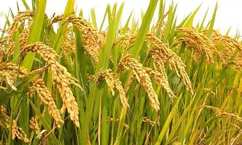 விவசாயிகள் பயிர்க்காப்பீடு செய்ய வேண்டும்