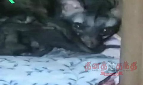 வீட்டில் 3 குட்டிகளுடன் இருந்த மரநாய் மீட்பு