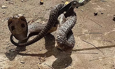 கோழி பண்ணைக்குள் புகுந்த பாம்பு பிடிபட்டது