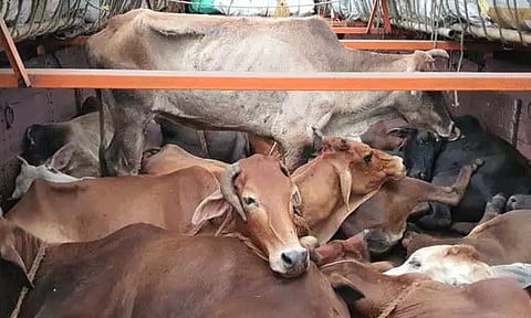 லாரியில் மாடுகளை ஏற்றி சென்ற டிரைவருக்கு அபராதம்