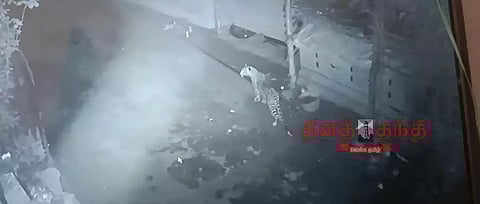 ஆசனூர் அருகே குடியிருப்பு பகுதியில் நுழைந்த சிறுத்தை; கண்காணிப்பு கேமராவில் பதிவான காட்சியால் பொதுமக்கள் அச்சம்