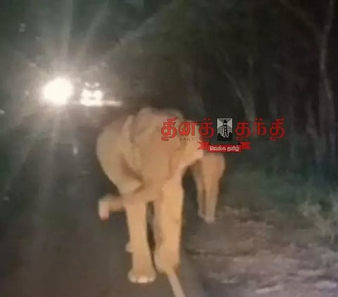 தாளவாடி அருகே பஸ்சை வழிமறித்த யானை