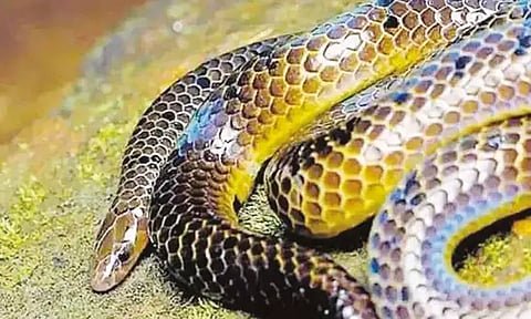 வயநாடு வனப்பகுதியில் 142 ஆண்டுகளுக்கு பின் மண்ணுக்குள் இருந்து வந்த அதிசய பாம்பு