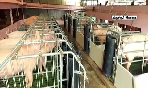 ஆப்பிரிக்க பன்றி காய்ச்சல்: 1 கி.மீ. தூரத்தில் உள்ள பன்றிகளை கொல்ல கேரள அரசு முடிவு