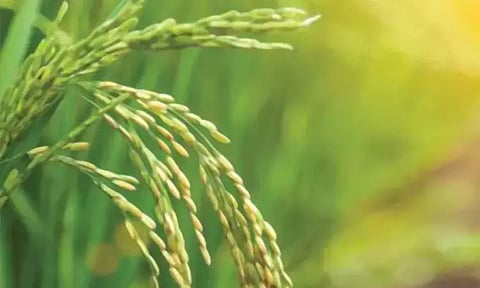 பிரதம மந்திரி பயிர் காப்பீட்டு திட்டத்தில் விவசாயிகள் பயன் பெறலாம் - வேளாண் அதிகாரி தகவல்