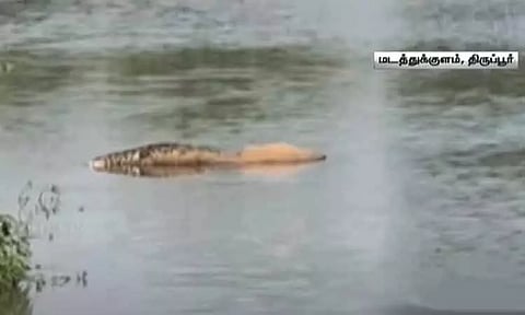 திருப்பூர் மடத்துக்குளம் அமராவதி ஆற்றில் உலா வரும் முதலைகள்