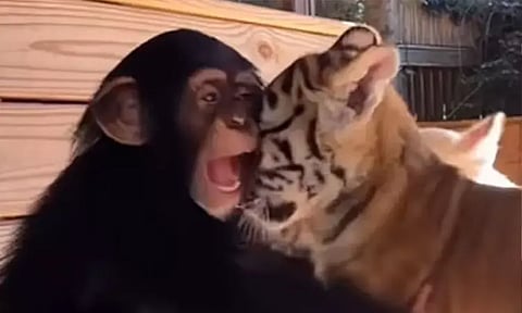 புலி குட்டிகளுடன் கொஞ்சி, விளையாடிய சிம்பான்சி குட்டி; வைரலாகும் வீடியோ