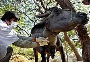 பெரம்பலூரில் பல்நோக்கு தலைமை கால்நடை மருத்துவமனை இல்லை