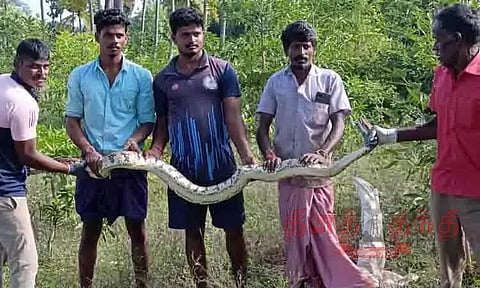 தோட்டத்தில் 7 அடி நீள மலைப்பாம்பு பிடிபட்டது