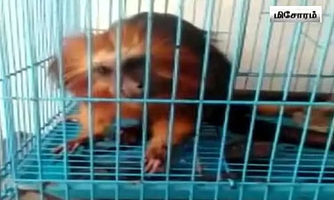 மியான்மர் வழியாக கடத்தி வரப்பட்ட 140 வெளிநாட்டு விலங்குகள் - மிசோரம் மாநிலத்தில் மீட்பு