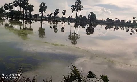 கனமழையால் 100 ஏக்கர் விதை நெல் அழுகும் அபாயம்