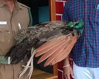 ரெயிலில் அடிபட்டு மயில் சாவு