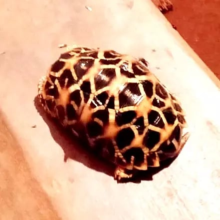 அரியவகை நட்சத்திர ஆமை