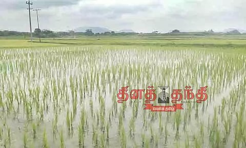 பசுமையாக காட்சியளிக்கும் நெற்பயிர்