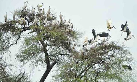 வேட்டங்குடி சரணாலயத்தில் குவிந்த வெளிநாட்டு பறவைகள்