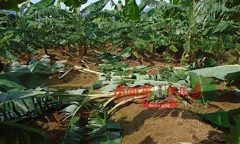 விளைநிலங்களில் புகுந்து வாழைகளை சேதப்படுத்திய காட்டு பன்றிகள்