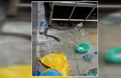 தெலுங்கானா: மருத்துவமனையில் நோயாளியின் கட்டிலுக்கு கீழ் பாம்பு - வைரல் வீடியோ