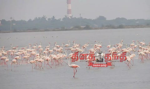 அதிக அளவில் குவிந்து வரும் செங்கால் நாரை பறவைகள்