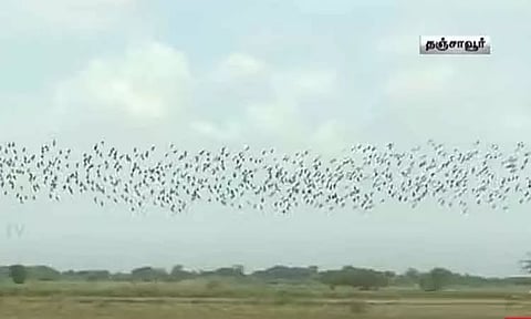தஞ்சைக்கு இரை தேடி வருகை தந்த ஆயிரக்கணக்கான பறவைகள் - பிரமிப்புடன் பார்த்துச் செல்லும் மக்கள்