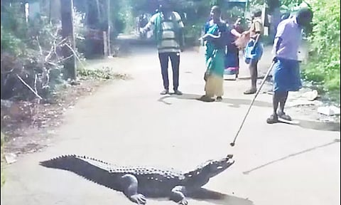ஊருக்குள் புகுந்த முதலையால் பொதுமக்கள் அலறியடித்து ஓட்டம்