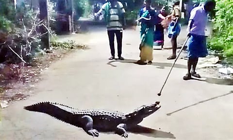 நெடுங்குன்றம் பகுதியில் ஊருக்குள் புகுந்த முதலையால் பொதுமக்கள் அலறியடித்து ஓட்டம்
