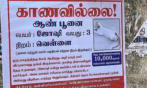 கடலூரில் வினோதம் காணாமல்போன பூனையை கண்டுபிடித்து தருவோருக்கு ரூ.10 ஆயிரம் சன்மானம் வளர்த்தவர் ஒட்டிய சுவரொட்டி வைரலாகிறது