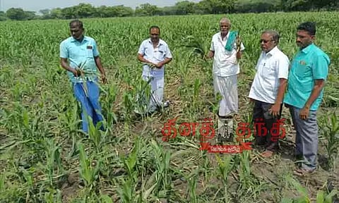 பன்றிகளால் சேதமடைந்த பயிர்களை அதிகாரிகள் ஆய்வு