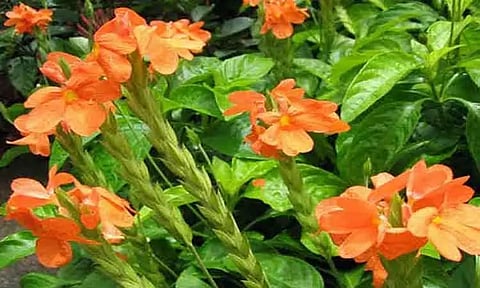 சத்தியமங்கலம் மார்க்கெட்டில் கனகாம்பரம் கிலோ ரூ.1,420-க்கு ஏலம்