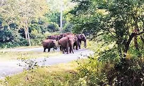 தலமலை வனச்சாலையில் யானைகள் நடமாட்டம்