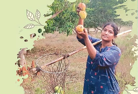 மாம்பழம் விளைவிக்கும் மருத்துவர்