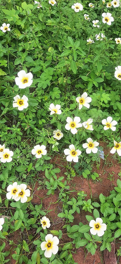 தேன் உற்பத்திக்கு உகந்த மலர்கள் அறிமுகம்