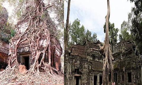 கோவிலை மூடிய மரம்