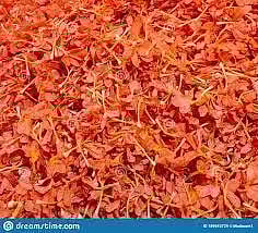 சத்தி மார்க்கெட்டில் கனகாம்பரம் கிலோ ரூ.1,100-க்கு ஏலம்