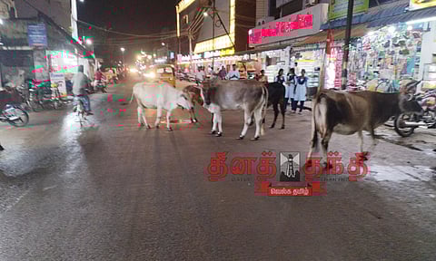 போக்குவரத்துக்கு இடையூறாக சாலையில் சுற்றித்திரியும் மாடுகள்