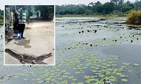 வண்டலூர் உயிரியல் பூங்கா அருகே ஏரிகளில் வசிக்கின்றன: ஊருக்குள் நுழையும் முதலைகளால் கிராம மக்கள் அச்சம் - அதிகாரிகள் நடவடிக்கை எடுப்பார்களா?