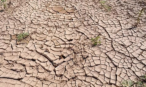 கென்யாவில் கடும் வறட்சி - 14 வகையான வன விலங்குகள் பலி