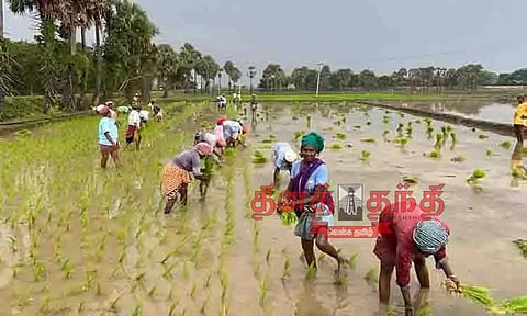 பாட்டு பாடி விவசாய நடவுப்பணியில் ஈடுபடும் பெண்கள்