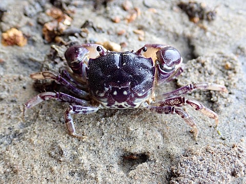 புதிய நண்டு இனம் கண்டுபிடிப்பு