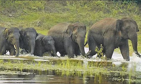 கிருஷ்ணகிரி, தர்மபுரி மாவட்டத்தில் அமைகிறது தமிழகத்தின் 17-வது வனவிலங்கு சரணாலயம்