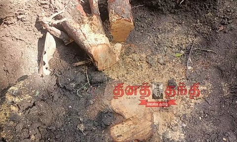 2 சந்தன மரங்களை வெட்டிச்சென்ற மர்மநபர்கள்