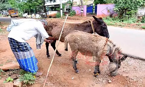 எஸ்.புதூர் பகுதிகளில் கழுதைப்பால் விற்பனை