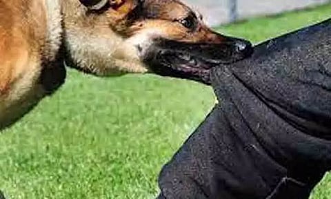 வெறிநாய்கள் கடித்து 5 சிறுவர்கள் படுகாயம்