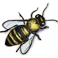 பரமத்தியில் பொதுமக்களை அச்சுறுத்திய மலை தேனீக்கள் விரட்டியடிப்பு