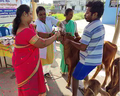 கோமாரி நோய் தடுப்பூசி முகாம்