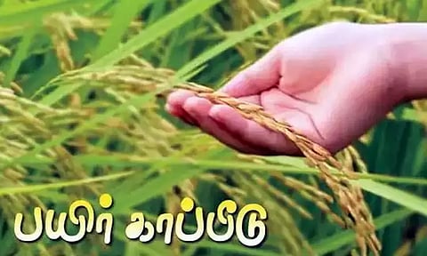 விவசாயிகள் 15-ந்தேதிக்குள் பயிர் காப்பீடு செய்து பயன் பெறலாம் - அதிகாரி தகவல்