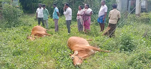 மின்சாரம் தாக்கி 2 பசுமாடுகள் செத்தன