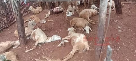 செந்நாய்கள் கடித்து குதறியதில் 15 ஆடுகள் செத்தன