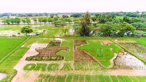 சிவலிங்கம், இந்தியா வரைபடம் வடிவில் நெல் சாகுபடி