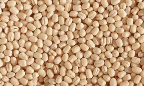 உளுந்து கிலோ ரூ.66-க்கு கொள்முதல் செய்ய அரசு முடிவு